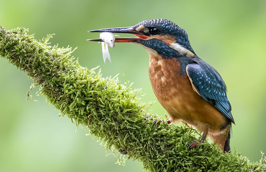 Wildlife Blog Img3