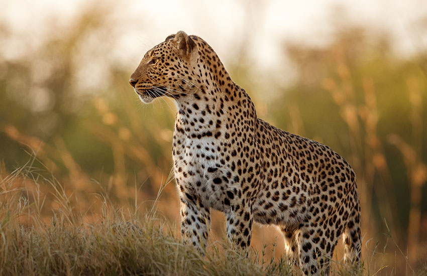 Wildlife Blog Img4